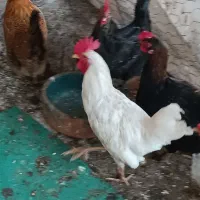 مرغ محلی و یک عدد خروس سفید