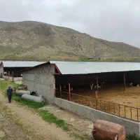 اجاره دامداری 200راسی
