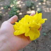 گل مغربی خشک