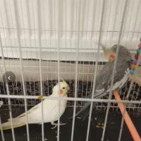 عروس هلندی مولد دستی