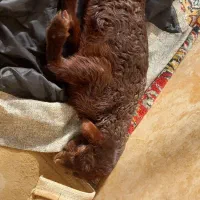 بره شیری بفروش میرسد