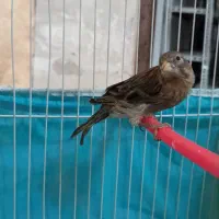 7عدد جوجه  قناری اول پاییز