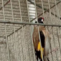 سهره|پرنده|کرمانشاه, |دیوار