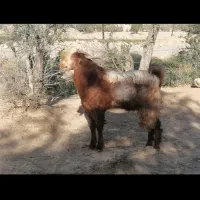 چبش بزری 3قلوزا دوبهر پنجاب روزگاری