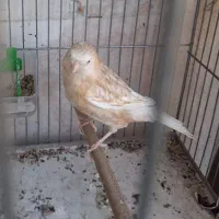 جوجه ماده قناری  وارداتی
