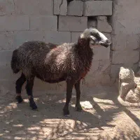 ۴ راس گوسفند