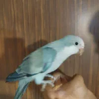 جوجه راهب