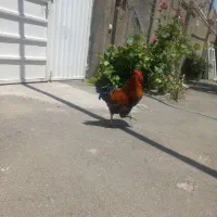 خروس