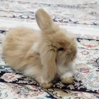 خرگوش لوپ
