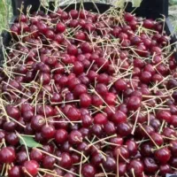 البالو محلی