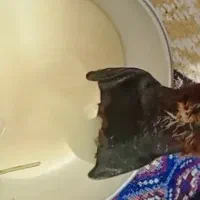 روغن کوردی حیوانی