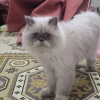گربه ماده|گربه|مریوان, |دیوار