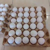 پخش تخم مرغ ارسال رایگان کیانمهر ماهدشت شهرک پیام