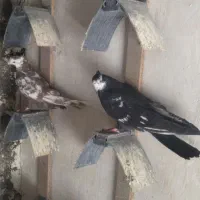 دمبی