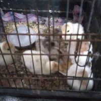 بوقلمون بوربون