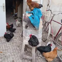 فروش انواع مرغ و خروس پاپشمی