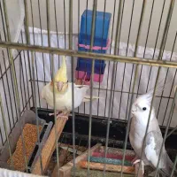 جفت عروس هلندی همراه با قفس(نر سخنگو)