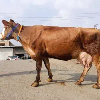 گاو آبستن