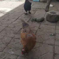 مرغ و خروس