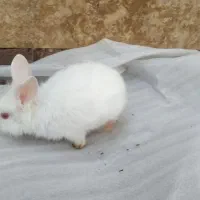 خرگوش سفید رنگ