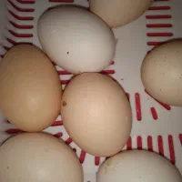 تخم مرغ لاری