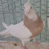 ماده طوقی