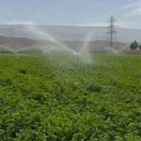 یونجه|خدمات باغبانی و درختکاری|دره شهر, |دیوار