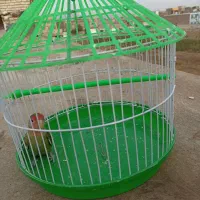 کوتوله 6ماه