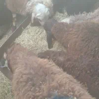 بره ریز .سبک .داشتی.گوسفند