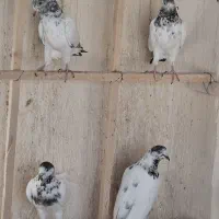 فروش پاکستانی بتیره و گلدن پیور