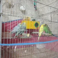 مرغ عشق زیبا