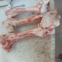 قلم گوساله عمده