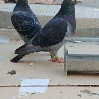 کبوتر نر مولد وانروی خالص مسافتی بلند