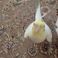 عروس هلندی مهر شهر