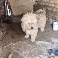 واگذاری پاکوتاه