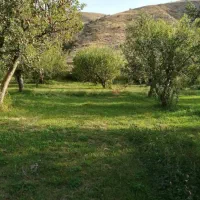 قطعه باغ جهت سرمایه گذاری بر گلپاشین