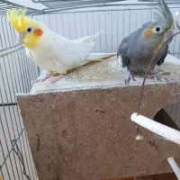 عروس هلندی جوان. قفس.قفس عروس هلندی