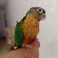 طوطی|پرنده|ماهدشت, |دیوار