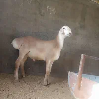 بره
