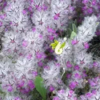 فروش چای کوهی و کاکوتی تازه