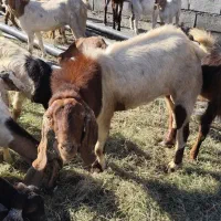 نری هیکلی برای داشت هرمزگان- رودان- جغین