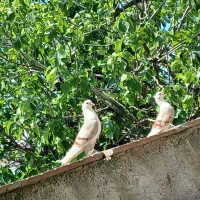 کبوتر|پرنده|لوندویل, |دیوار