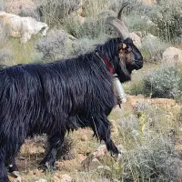 پازن چپش دوبر نر بز ۲ ساله شاخ انبری