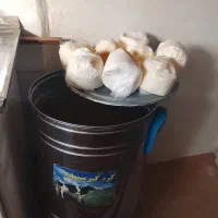 کره تلومی روغن زرد گاوی روستایی درج 1 بشرط