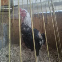 لاری|حیوانات مزرعه|کرج, آتشگاه|دیوار