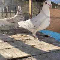 دمگیر سرور