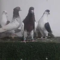 کفتر رنگه درجه یک