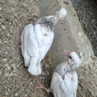 طوقی|پرنده|نجف‌آباد, امیرآباد|دیوار