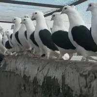کفتر رایگان پس فردا حرکت به مشهد