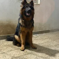 ژرمن شولاین